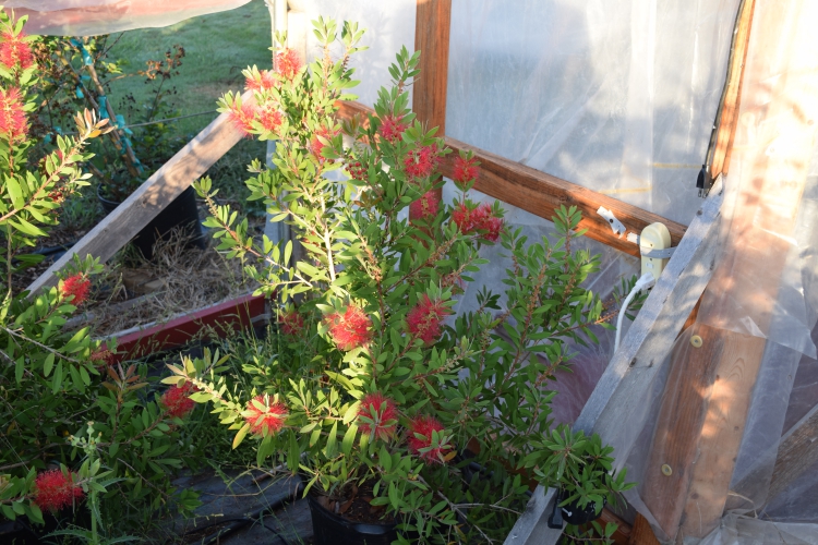 Local bottlebrush Major Tree Farm