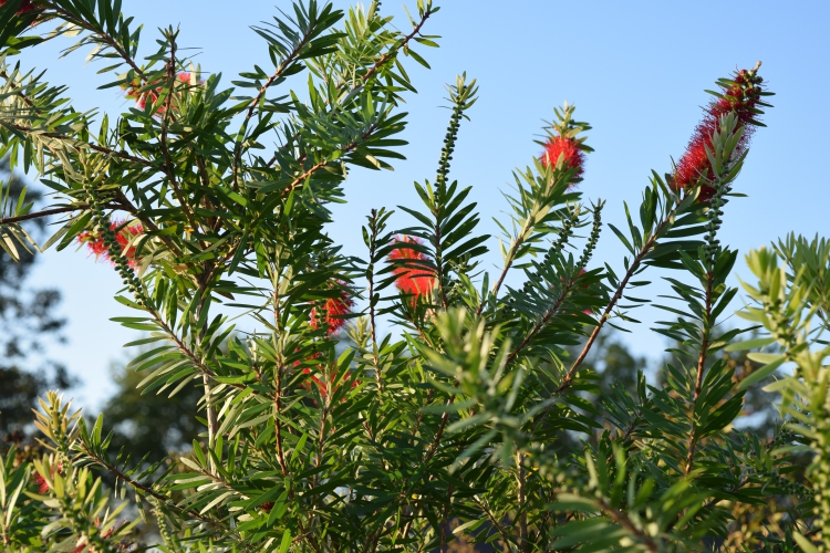 Bottlebrush Tree ‘Red Cluster’