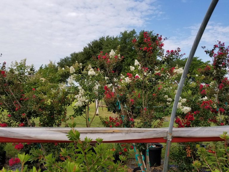 Major Tree Farm Your local Waxahachie tree farm