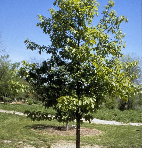 Mexican white oak