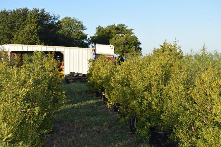 Southern bayberry Major Tree Farm