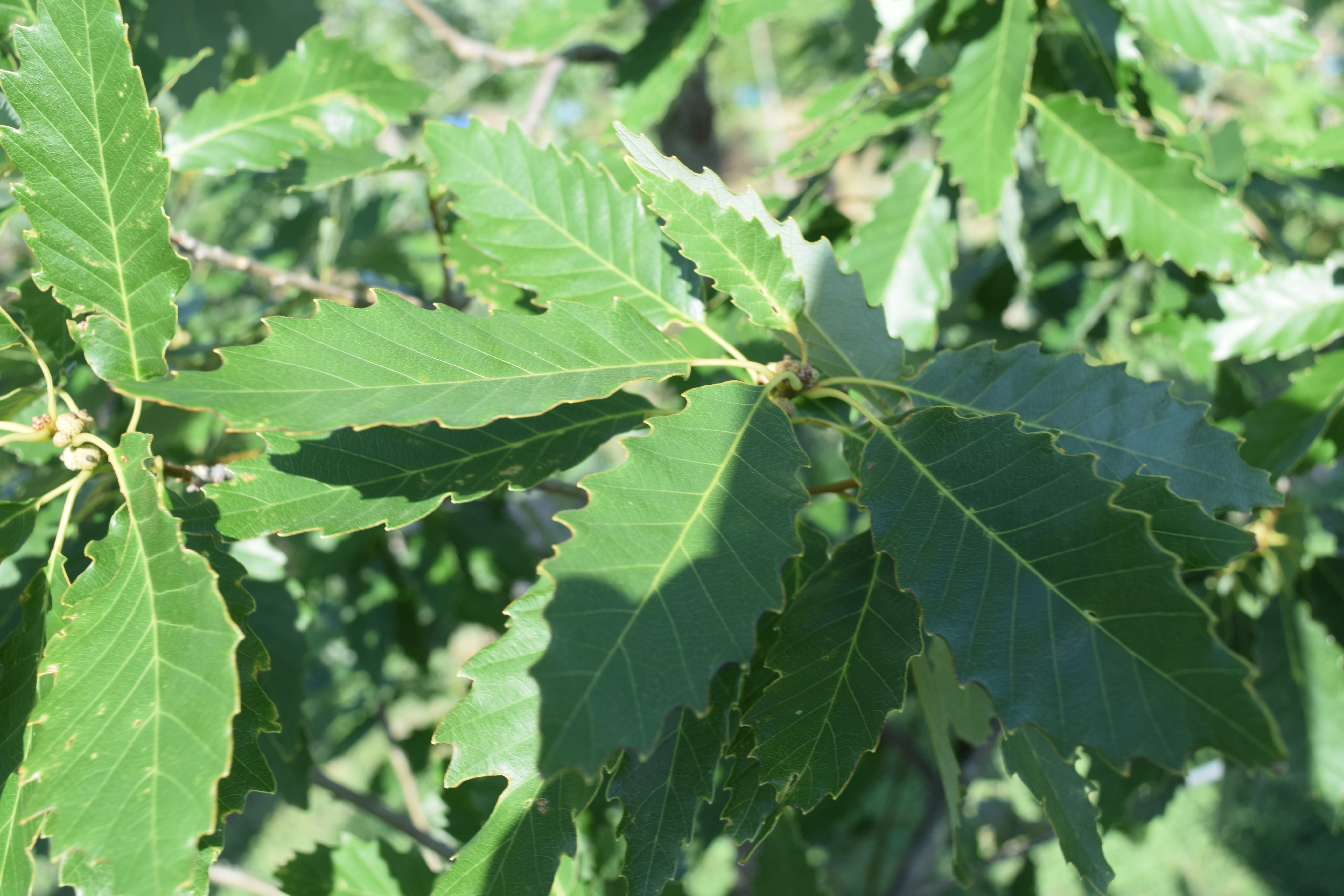 Chinkapin oak | Major Tree Farm