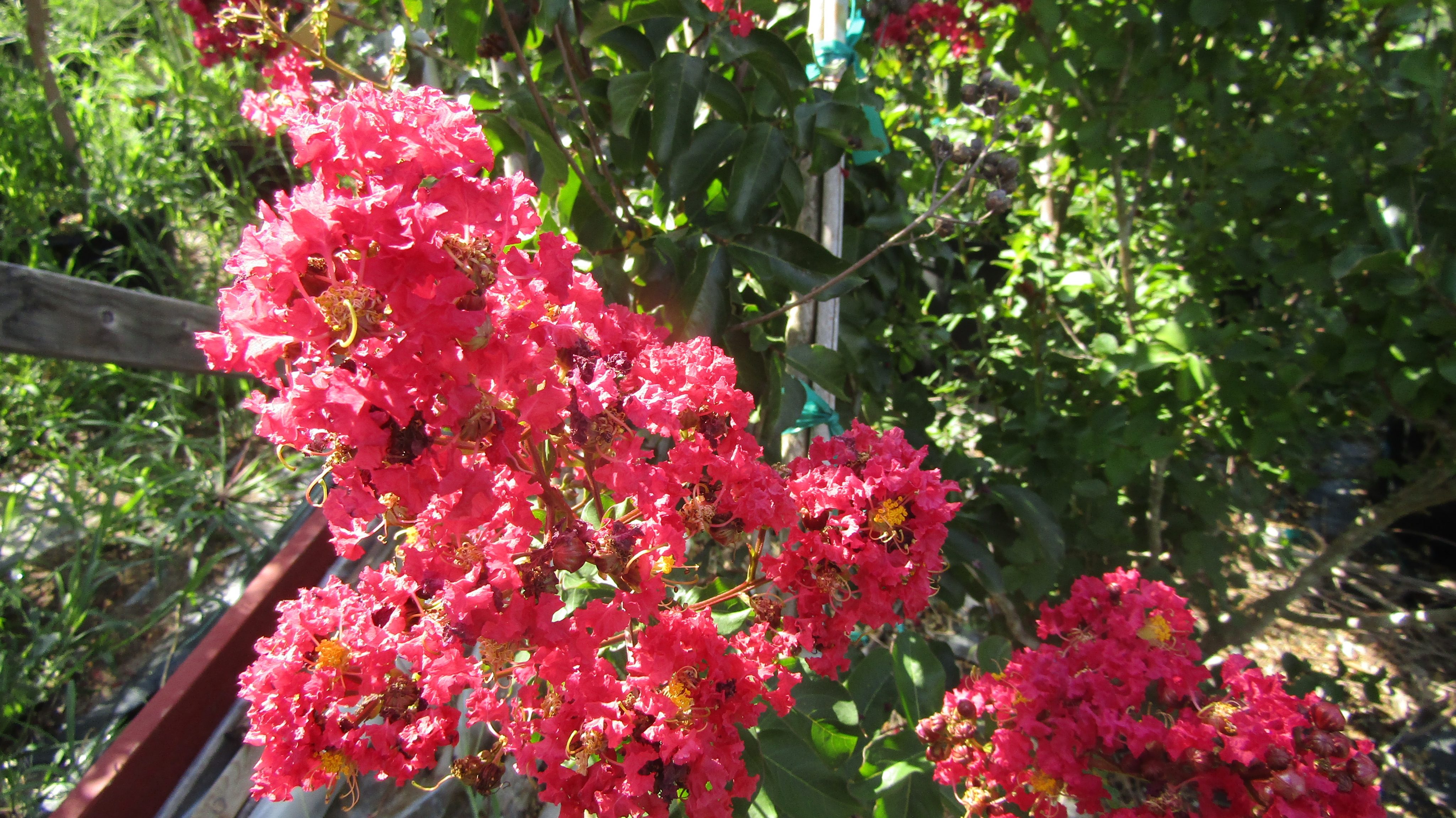 Comanche crape myrtle Major Tree Farm